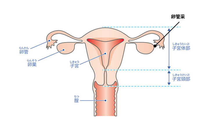 嚢胞 カウパー 腺 尿道カテーテル挿入困難を契機に診断されたカウパー腺嚢胞